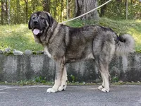 Caucasian Ovcharka/Spanish Mastiff 1 male , a male Spanish Mastiff and Caucasian Ovcharka for sale in Newburgh, NY – 3 of 8