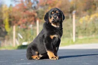 Tibetan Mastiff cross Caucasian Ovcharka and Rottweiler 1 female, a female Caucasian Ovcharka and Tibetan Mastiff for sale in Newburgh, NY – 2 of 7