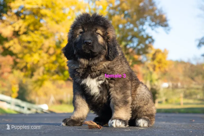 Purebred Caucasian Ovcharka female 3 – Caucasian Ovcharka puppy for sale in Newburgh, NY