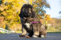 Purebred Caucasian Ovcharka female 3, a female Caucasian Ovcharka for sale in Newburgh, NY – 1 of 7