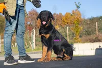Tibetan Mastiff cross male 1, a male Rottweiler and Tibetan Mastiff for sale in Newburgh, NY – 2 of 3