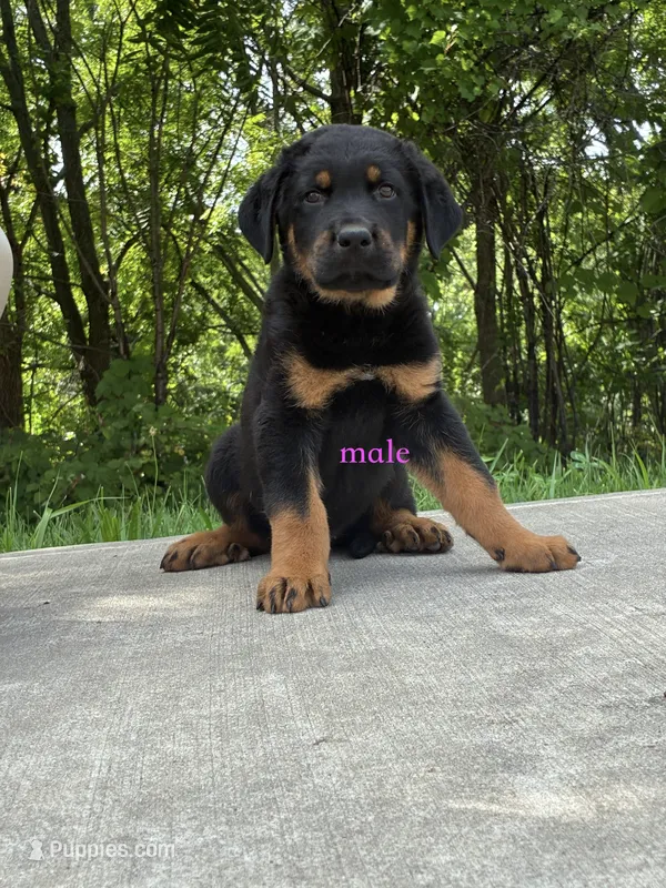 Tibetan Mastiff cross male  – Rottweiler, Tibetan Mastiff puppy for sale in Newburgh, NY