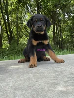 Tibetan Mastiff cross male , a male Rottweiler and Tibetan Mastiff for sale in Newburgh, NY – 1 of 5