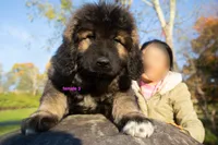 Purebred Caucasian Ovcharka female 3, a female Caucasian Ovcharka for sale in Newburgh, NY – 3 of 7