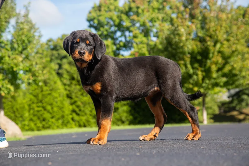 Tibetan Mastiff cross Female  – Rottweiler, Tibetan Mastiff puppy for sale in Newburgh, NY