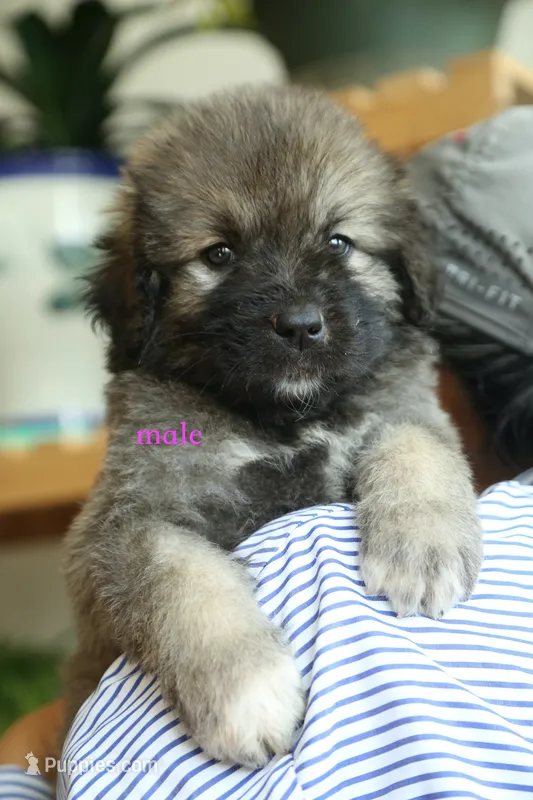 Purebred Caucasian Ovcharka pup 1 – Caucasian Ovcharka puppy for sale in Newburgh, NY