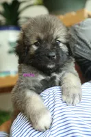 Purebred Caucasian Ovcharka pup 1, a male Caucasian Ovcharka for sale in Newburgh, NY – 1 of 6