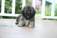 Purebred Caucasian Ovcharka pup 3, a female Caucasian Ovcharka for sale in Newburgh, NY – 2 of 7