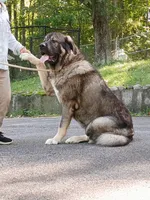 Caucasian Ovcharka/Spanish Mastiff 1 male , a male Spanish Mastiff and Caucasian Ovcharka for sale in Newburgh, NY – 8 of 8