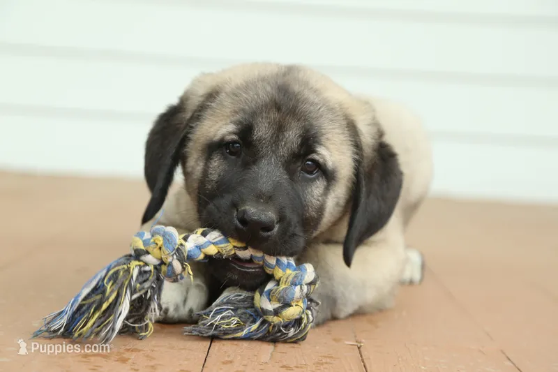 Purebred Kangal 1 Female – Kangal Dog puppy for sale in Newburgh, NY