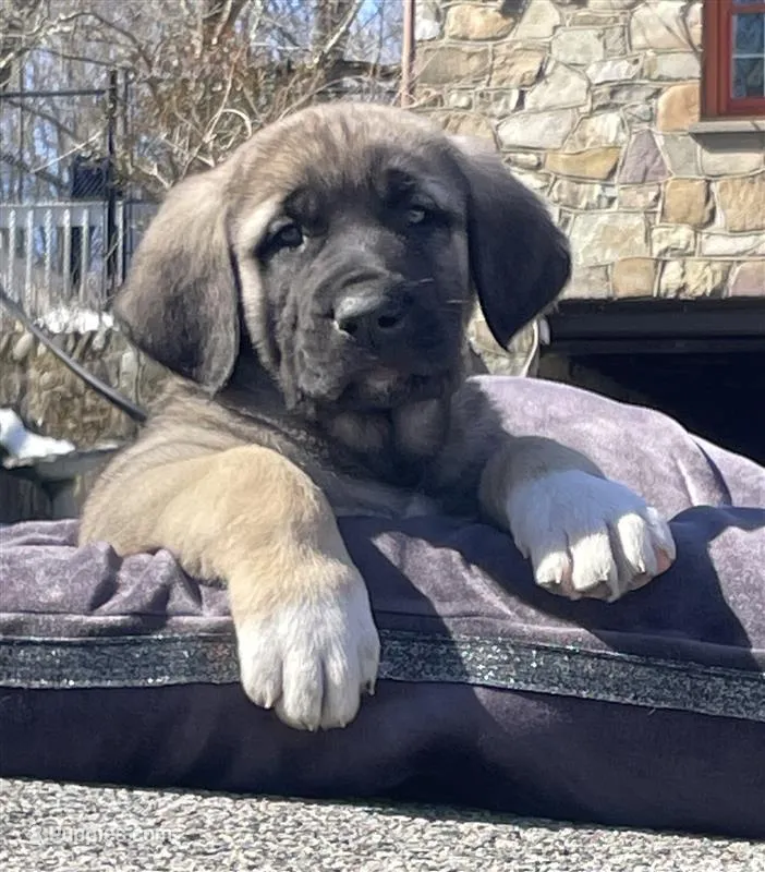 Kangal/Spanish mastiff male 3 – Spanish Mastiff, Kangal Dog puppy for sale in Newburgh, NY