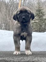 Kangal/Spanish mastiff male 3, a male Spanish Mastiff and Kangal Dog for sale in Newburgh, NY – Photo 4 of 5