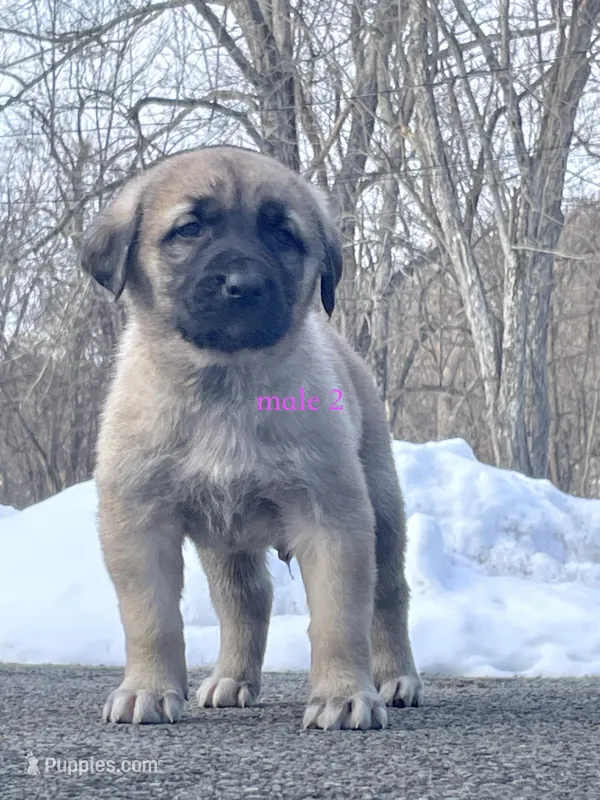 Kangal/Spanish mastiff male 2