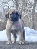 Kangal/Spanish mastiff male 2, a male Spanish Mastiff and Kangal Dog for sale in Newburgh, NY – Photo 1 of 5