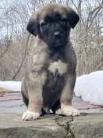 Kangal/Spanish mastiff male 3, a male Spanish Mastiff and Kangal Dog for sale in Newburgh, NY – Photo 5 of 5