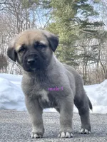 Kangal/Spanish mastiff male 1, a male Spanish Mastiff and Kangal Dog for sale in Newburgh, NY – Photo 4 of 5