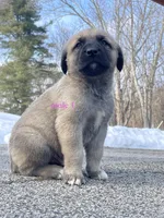 Kangal/Spanish mastiff male 1, a male Spanish Mastiff and Kangal Dog for sale in Newburgh, NY – Photo 5 of 5