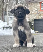 Kangal/Spanish mastiff male 3, a male Spanish Mastiff and Kangal Dog for sale in Newburgh, NY – Photo 2 of 5