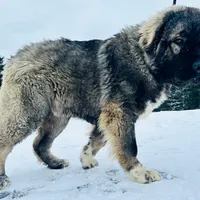 Purebred Caucasian male 1, a male Caucasian Ovcharka for sale in Newburgh, NY – Photo 3 of 6