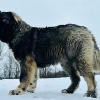 Purebred Caucasian male 1, a male Caucasian Ovcharka for sale in Newburgh, NY – Photo 2 of 6