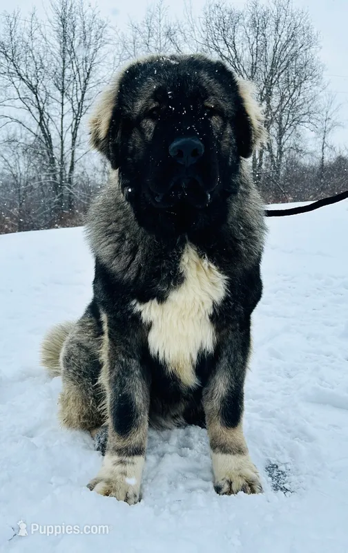 Purebred Caucasian male 1