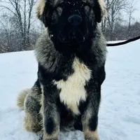 Purebred Caucasian male 1, a male Caucasian Ovcharka for sale in Newburgh, NY – Photo 1 of 6