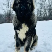 Purebred Caucasian male 1, a male Caucasian Ovcharka for sale in Newburgh, NY – Photo 6 of 6