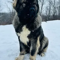 Purebred Caucasian male 1, a male Caucasian Ovcharka for sale in Newburgh, NY – Photo 5 of 6