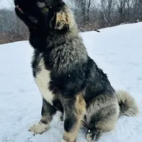 Purebred Caucasian male 1, a male Caucasian Ovcharka for sale in Newburgh, NY – Photo 4 of 6