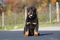 Tibetan Mastiff cross Caucasian Ovcharka and Rottweiler 1 female, a female Caucasian Ovcharka and Tibetan Mastiff for sale in Newburgh, NY – 3 of 7