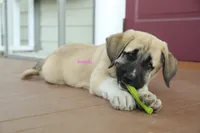Purebred Kangal 1 Female, a female Kangal Dog for sale in Newburgh, NY – 7 of 9