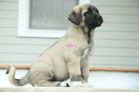 Purebred Kangal  male 2, a male Kangal Dog for sale in Newburgh, NY – 2 of 7