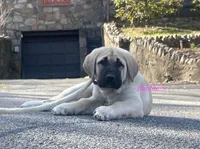 Kangal/Spanish mastiff female 5, a female Spanish Mastiff and Kangal Dog for sale in Newburgh, NY – Photo 2 of 8