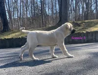 Kangal/Spanish mastiff female 5, a female Spanish Mastiff and Kangal Dog for sale in Newburgh, NY – Photo 5 of 8