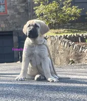 Kangal/Spanish mastiff female 5, a female Spanish Mastiff and Kangal Dog for sale in Newburgh, NY – Photo 6 of 8