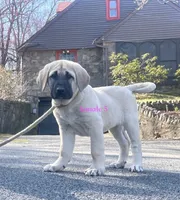 Kangal/Spanish mastiff female 5, a female Spanish Mastiff and Kangal Dog for sale in Newburgh, NY – Photo 7 of 8