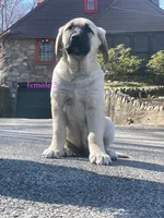 Kangal/Spanish mastiff female 5, a female Spanish Mastiff and Kangal Dog for sale in Newburgh, NY – Photo 8 of 8