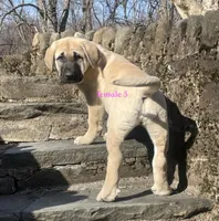 Kangal/Spanish mastiff female 5, a female Spanish Mastiff and Kangal Dog for sale in Newburgh, NY – Photo 4 of 8