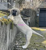 Kangal/Spanish mastiff female 5, a female Spanish Mastiff and Kangal Dog for sale in Newburgh, NY – Photo 3 of 8