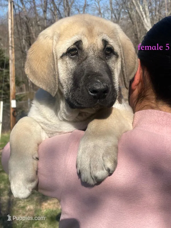 Kangal/Spanish mastiff female 5 – Spanish Mastiff, Kangal Dog puppy for sale in Newburgh, NY