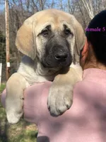 Kangal/Spanish mastiff female 5, a female Spanish Mastiff and Kangal Dog for sale in Newburgh, NY – Photo 1 of 8