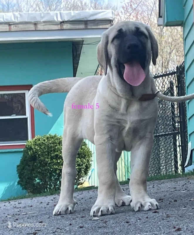 Kangal/Spanish mastiff female 5 – Spanish Mastiff, Kangal Dog puppy for sale in Newburgh, NY