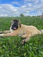 Purebred Caucasian Ovcharka pup 3, a female Caucasian Ovcharka for sale in Newburgh, NY – 6 of 6