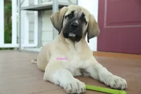 Purebred Kangal 1 Female, a female Kangal Dog for sale in Newburgh, NY – 3 of 9