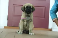 Purebred Kangal 1 male, a male Kangal Dog for sale in Newburgh, NY – 4 of 6