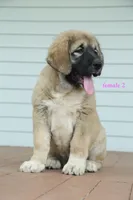Purebred Caucasian Ovcharka pup 3, a female Caucasian Ovcharka for sale in Newburgh, NY – 3 of 7