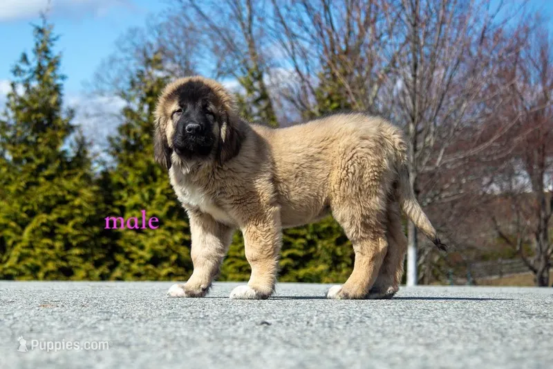 Fila Braziliero/CO pup 4 – Caucasian Ovcharka, Fila Brasileiro puppy for sale in Newburgh, NY