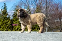 Fila Braziliero/CO pup 4, a male Caucasian Ovcharka and Fila Brasileiro for sale in Newburgh, NY – Photo 1 of 5