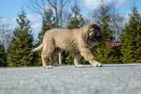 Fila Braziliero/CO pup 4, a male Caucasian Ovcharka and Fila Brasileiro for sale in Newburgh, NY – Photo 4 of 5