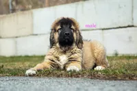 Fila Braziliero/CO pup 4, a male Caucasian Ovcharka and Fila Brasileiro for sale in Newburgh, NY – Photo 3 of 5